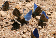 Bebederos de mariposas